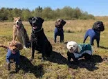 Happy Tails