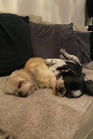 Harleys Hounds LTD