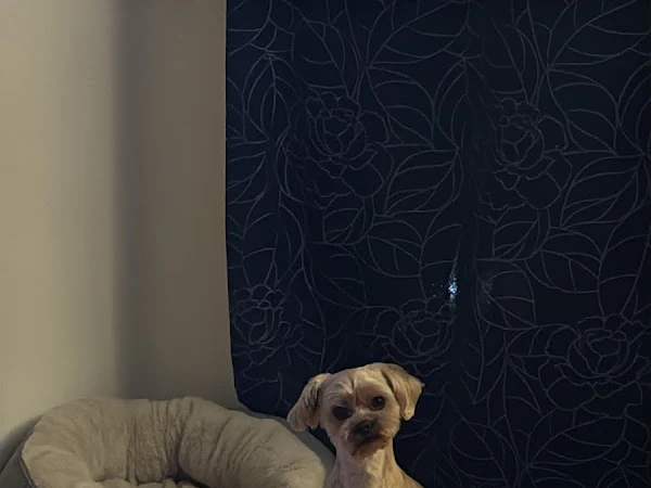 Harriet's Dog Spa