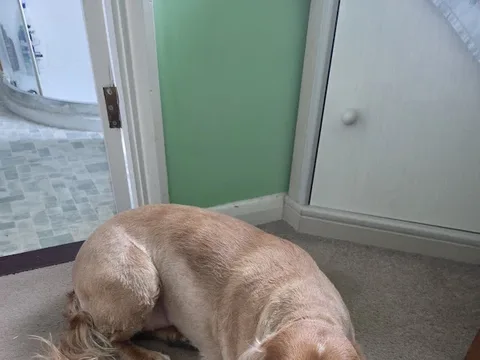 Hazelmutts Dog Grooming