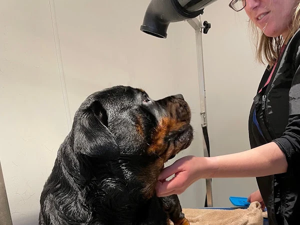 Head To Tail Dog Grooming
