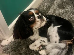 Head to Tails grooming of Tetbury