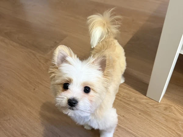 Healthy Pet Grooming