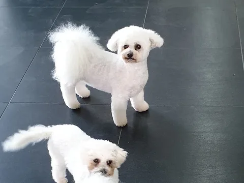 Heatherdown Dog Grooming