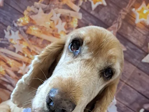 Helens Holistic Hounds
