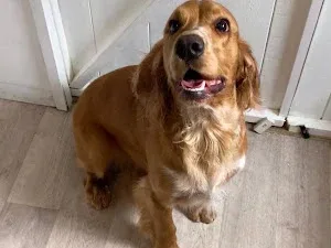 Hello Grooming
