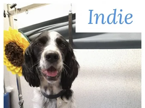 Hillbury hounds dog grooming
