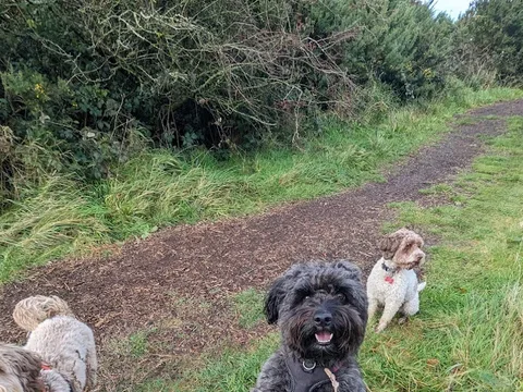 Hollingbury Dog House