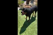 Hollywood Dogs