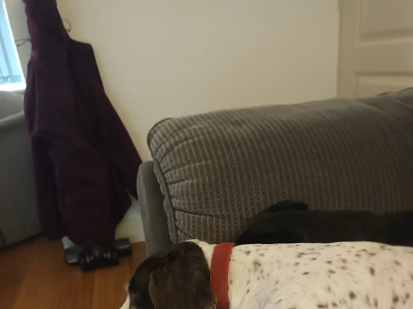 Home From Home Dog Groomers