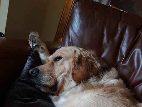 Home visit Dog Grooming