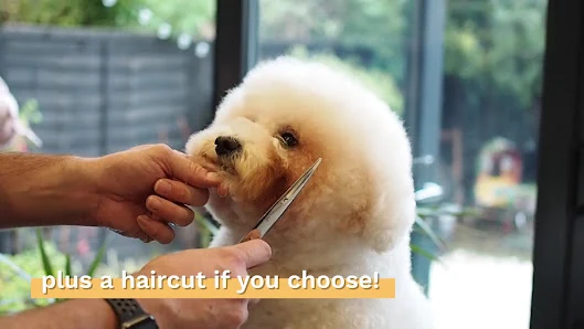 Homedog Dog Grooming