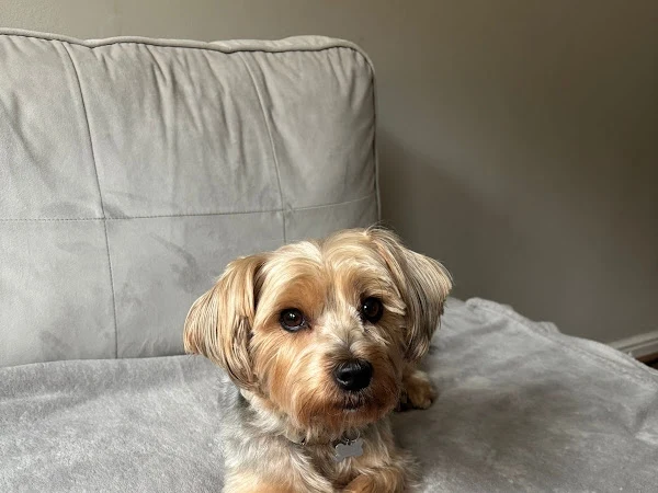 Honeys Dog grooming