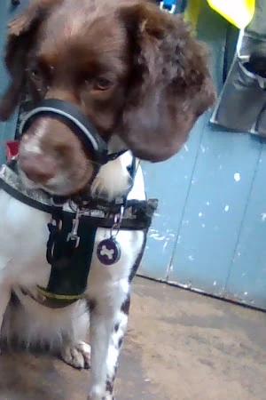 Hot Dogs - Eco Friendly Dog Groomer