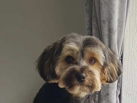 Hot Dogs Groomers