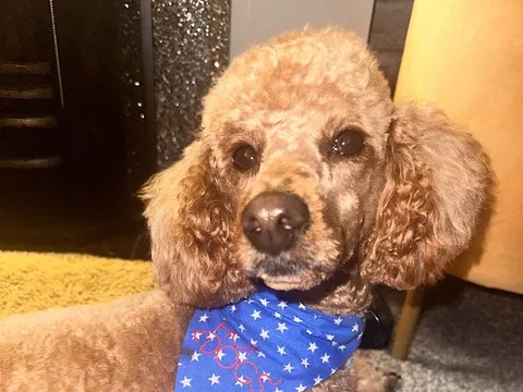 Hot Dogs Grooming