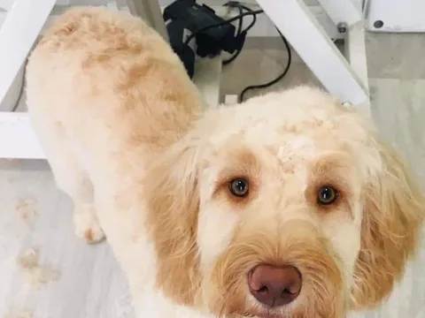 Hot Dogs Grooming Room