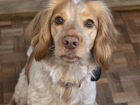 House Dog Barber