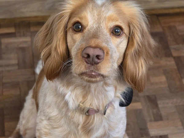 House Dog Barber
