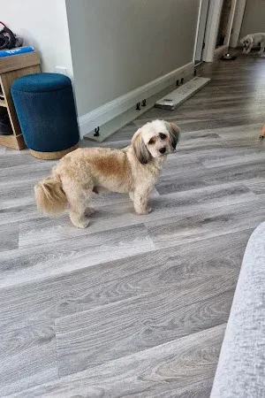 House of Hound Grooming