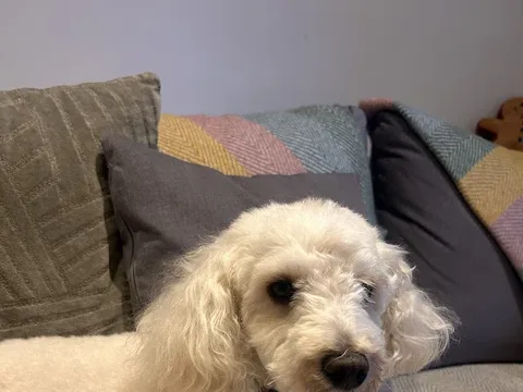 House Pets Spa - Dog Grooming