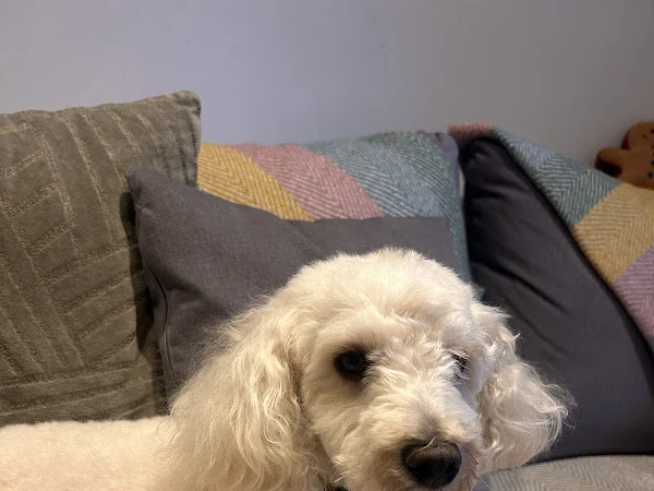House Pets Spa - Dog Grooming