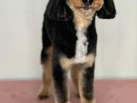 Hyde Park Grooming