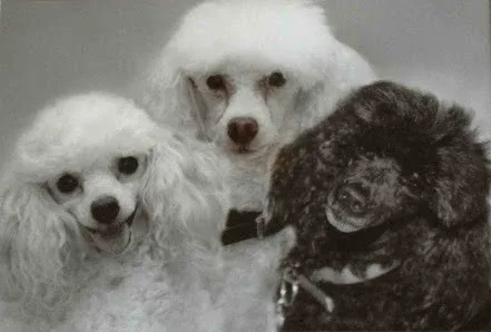 Ian's Pampered Pooches