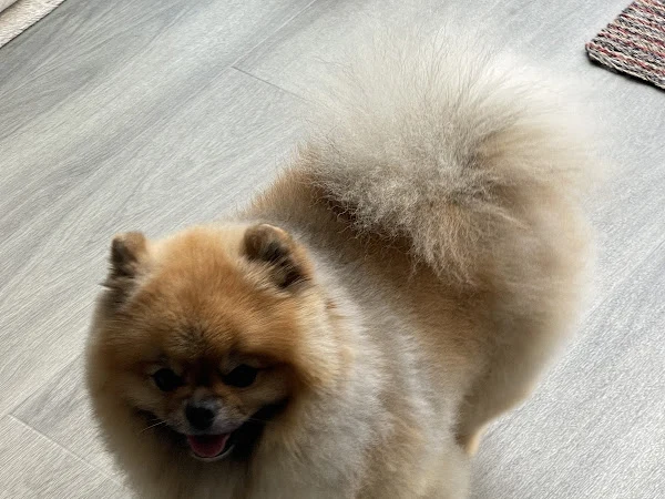 Iggypaws
