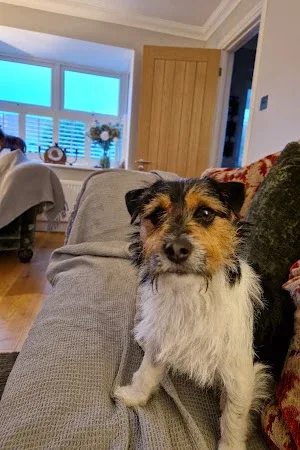 Imogen's Dog Grooming