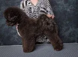 In The Dog House - Ryde dog grooming.