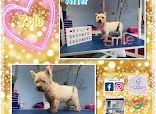 Ironbridge Grooming Services