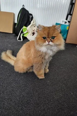 Jan's Mobile Cat Grooming Ltd