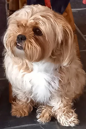 jazzydogz