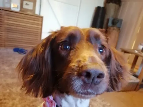 Jessie's Mobile Dog Grooming