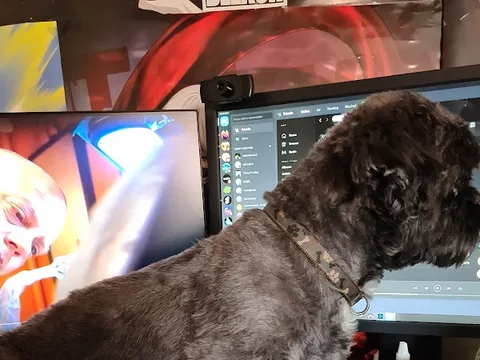 Jills Dog Grooming