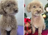 Jo & Co Dog Grooming Salon