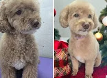 Jo & Co Dog Grooming Salon