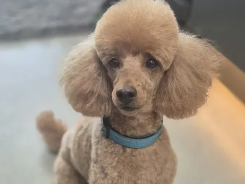 Jojo's dog grooming