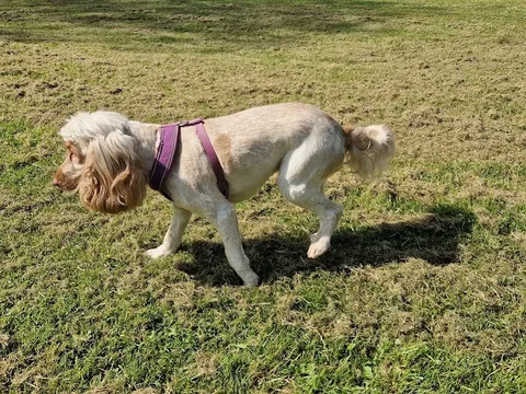 Jos dog shedd in tregaron