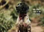 J's Dog Grooming Services
