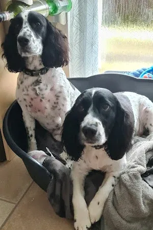 Julies Happy Hounds