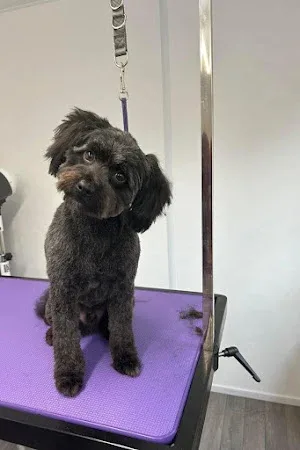 Just Fur You - Dog Groomers