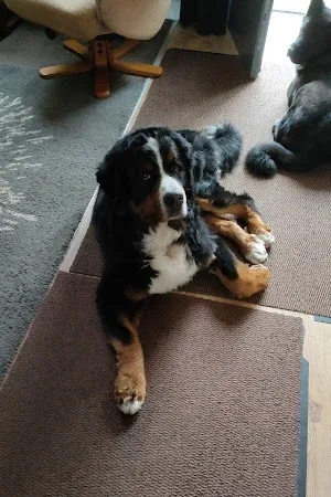 Just Pawfect DOG Groomers