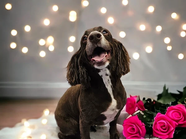 K-9 Heaven Grooming Parlour