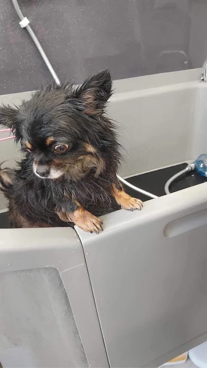 K8's K9s Dog Grooming