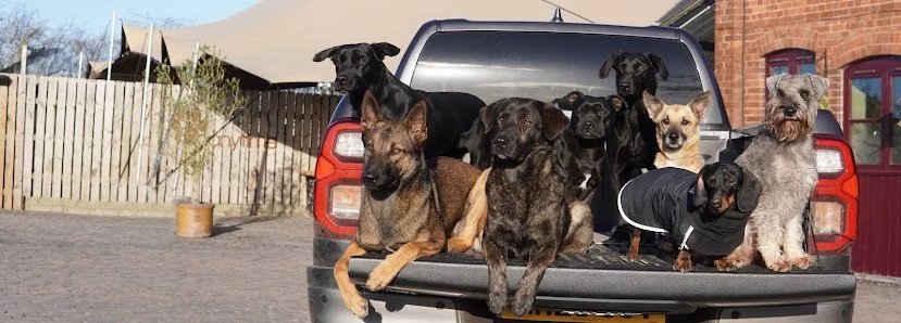 K9 Anytime | Higford