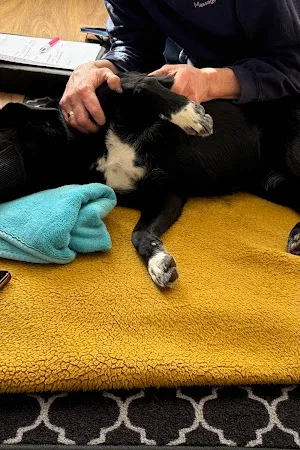 K9 Care & Repair - canine massage therapy