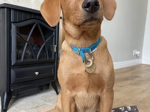 K9 Cleaners