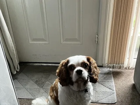 K9 Clip and Shine